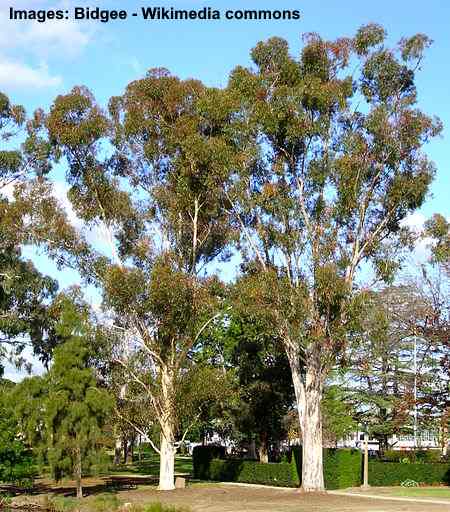 varieties eucalyptus foliage