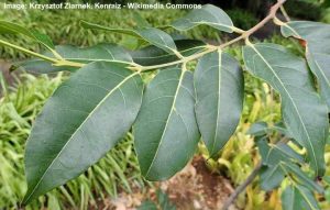 Types of Eucalyptus Trees: Leaves, Flowers, Bark (Pictures)