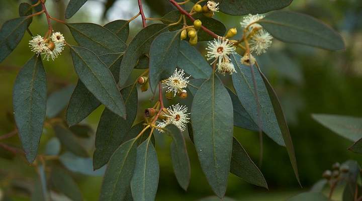 Types Of Eucalyptus Trees Leaves Flowers Bark Pictures