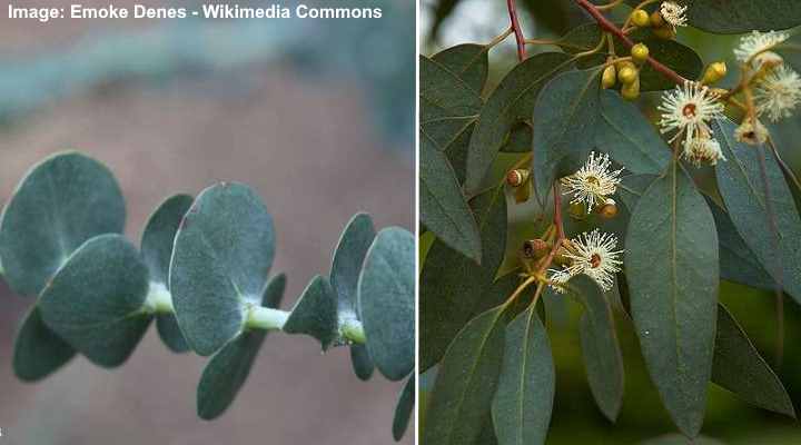 Eucalyptus gunnii young and mature leaves