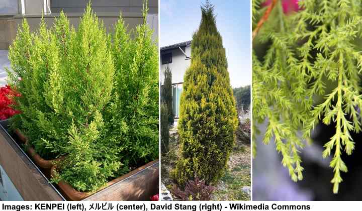 cypress macrocarpa cupressus goldcrest