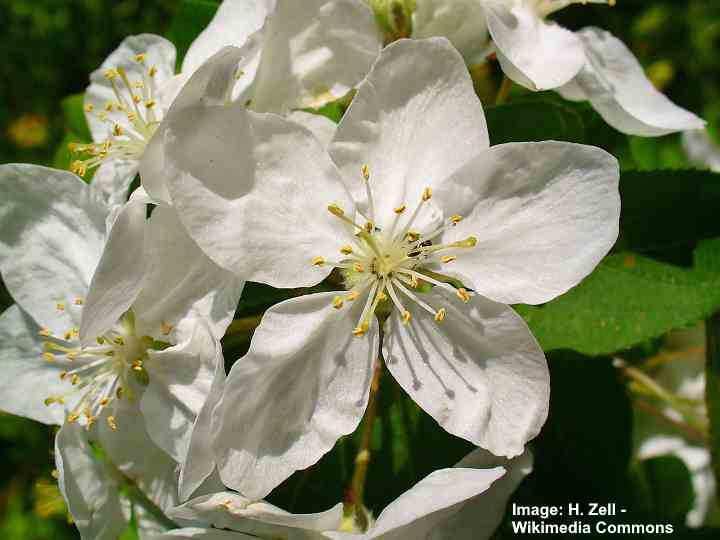 European Crabapple (Malus sylvestris)