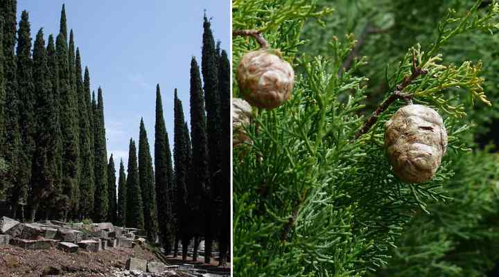 Mediterranean Cypress or Italian Cypress (Cupressus sempervirens)