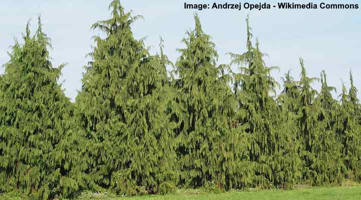 nootka cypress shade tolerant
