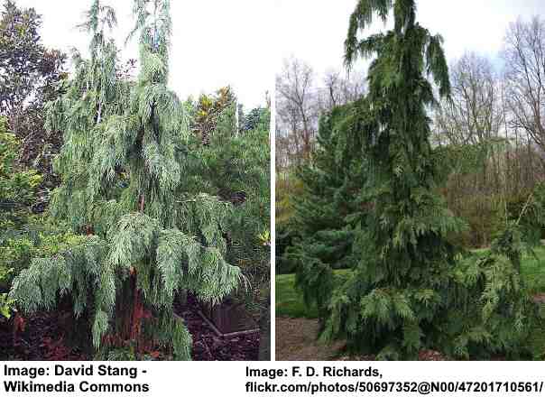 types of cypress trees