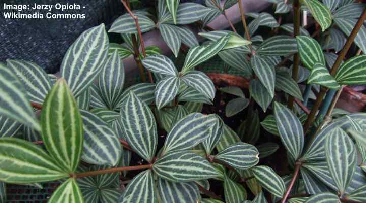 Peperomia puteolata (Peperomia puteolata)