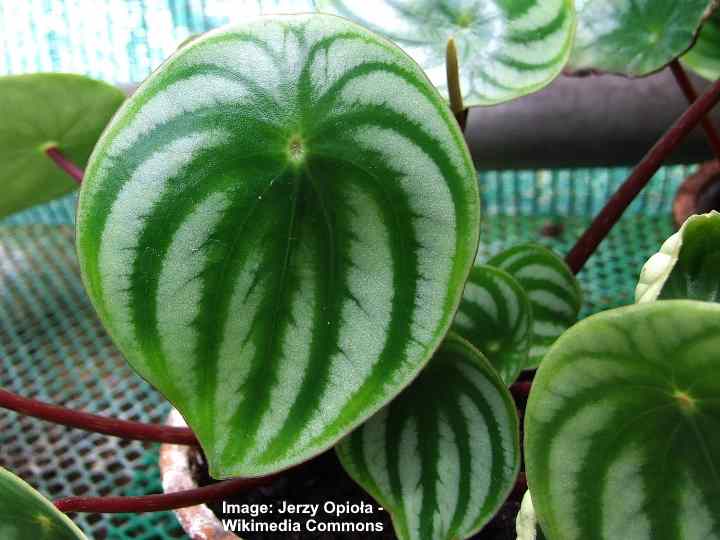 Watermelon Peperomia (Peperomia Argyreia): Care and Growing Guide