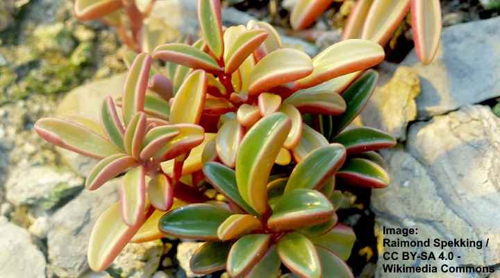 Ruby Glow Peperomia (Peperomia graveolens)