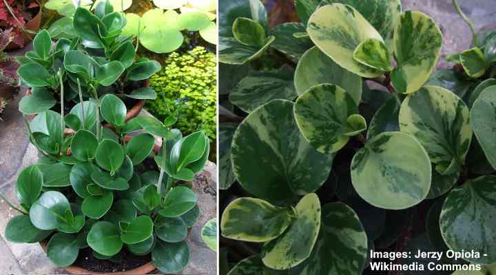 2" Live-Bare Root Plant Baby Rubber-Radiator Houseplant Peperomia Plant
