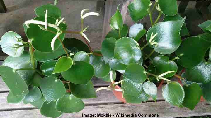 Peperomia polybotrya 'Jayde'