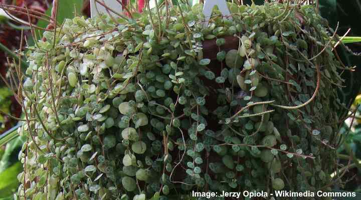 Peperomia prostrata - String of Turtles Peperomia Plant