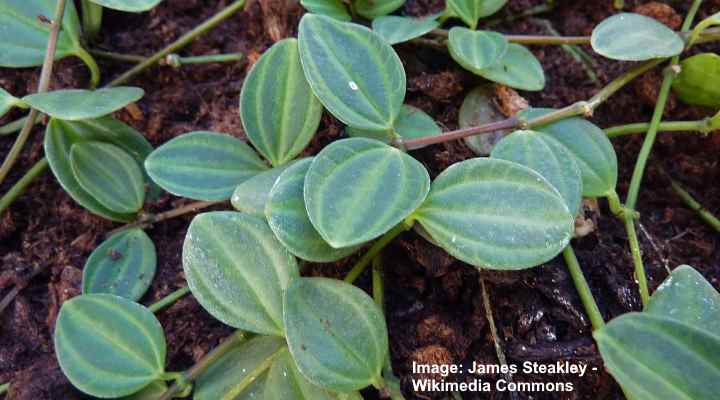 Juurikkaan peperomia (Peperomia angulata tai Peperomia quadrangularis)