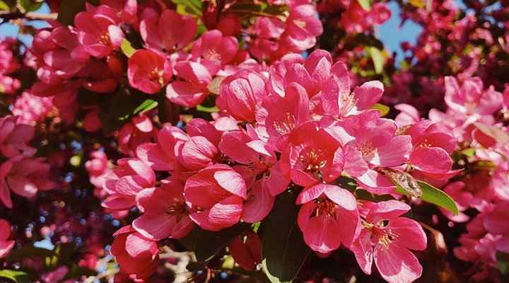 Prairifire Crabapple