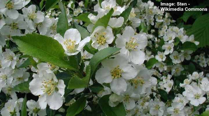 Sargent Crabapple (Malus sargentii)