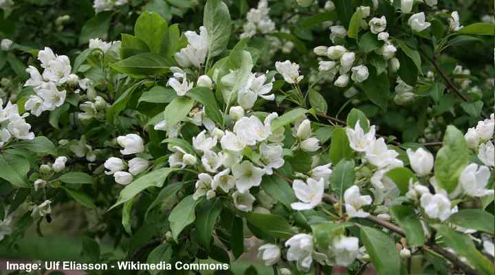 Crabapple Trees (Malus): Types, Flowers, Fruits (Pictures)