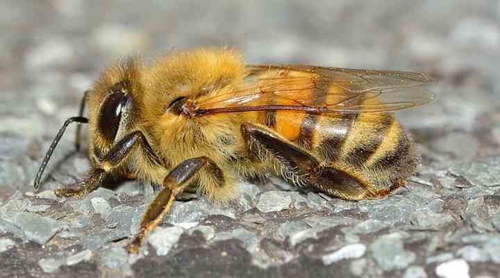 Picture of Western honey bee or European honey bee (Apis mellifera)