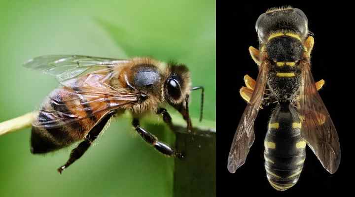 Close up pictures showing a bee and a wasp