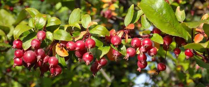crabapple fruit