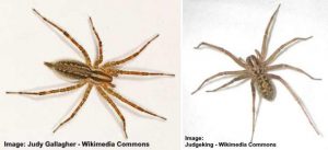 Garden Spiders: Black and Yellow Spider, Brown and More (Pictures)