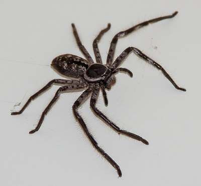 Garden Spiders: Black and Yellow Spider, Brown and More (Pictures)