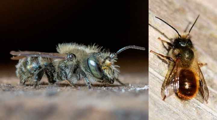 Mason Bee (Osmia)