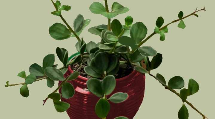 Peperomia Hope (Peperomia tetraphylla 'Hope')