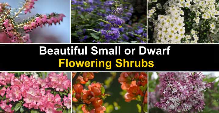 Small Or Dwarf Flowering Shrubs With Pictures And Names