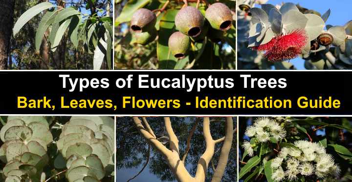 Types Of Eucalyptus Trees Leaves Flowers Bark Pictures