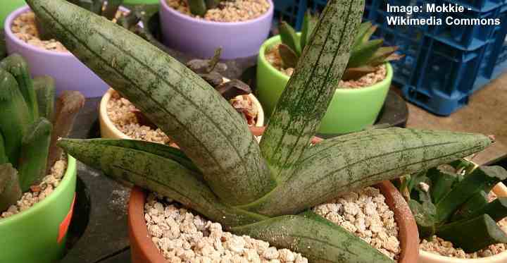Star fish snake plant care removing brown leaves