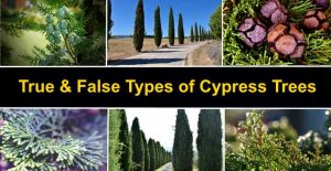 Types of Cypress Trees: Bald Cypress, Lemon Cypress, and More