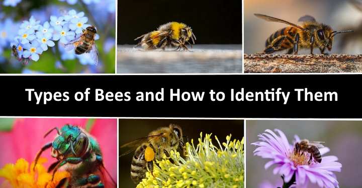 bee identification - Bee Species Identification Chart