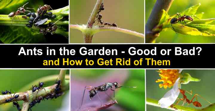 Ants in the Garden - Good or Bad? (and How to Get Rid of Ants)