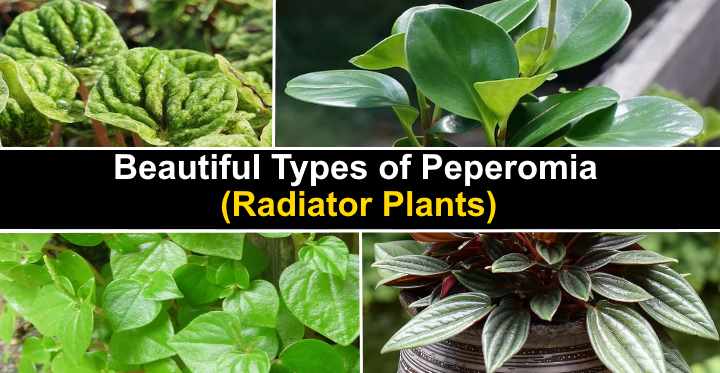 Types Of Peperomia Radiator Plants With Pictures