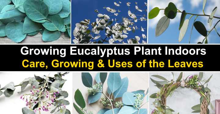 Eucalyptus Plant Care Growing Guide And Uses Of The Leaves