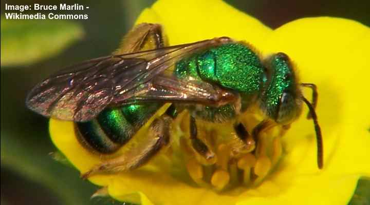 sweat bee nest ground