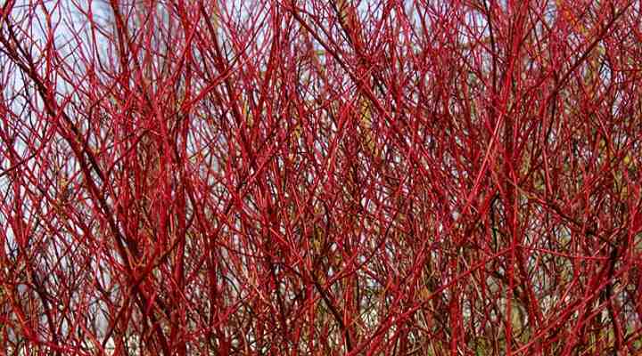 Dogwood Trees: Types, Leaves, Bark - Identification (With Pictures)