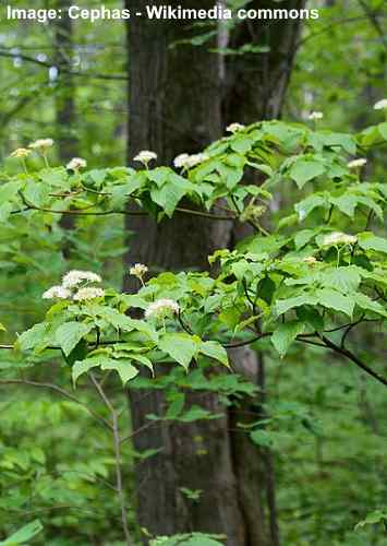 are dogwood leaves poisonous