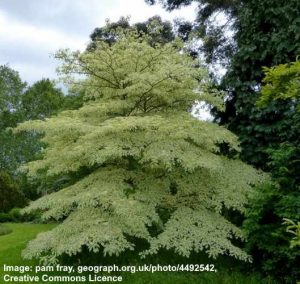 Dogwood Trees: Types, Leaves, Bark - Identification (With Pictures)