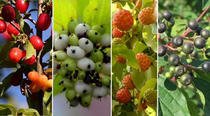 are kousa dogwood berries poisonous