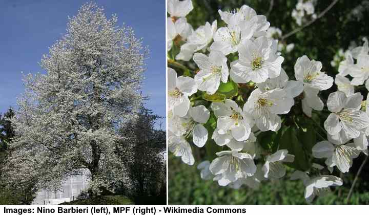 Sour Cherry Tree (Prunus cerasus)