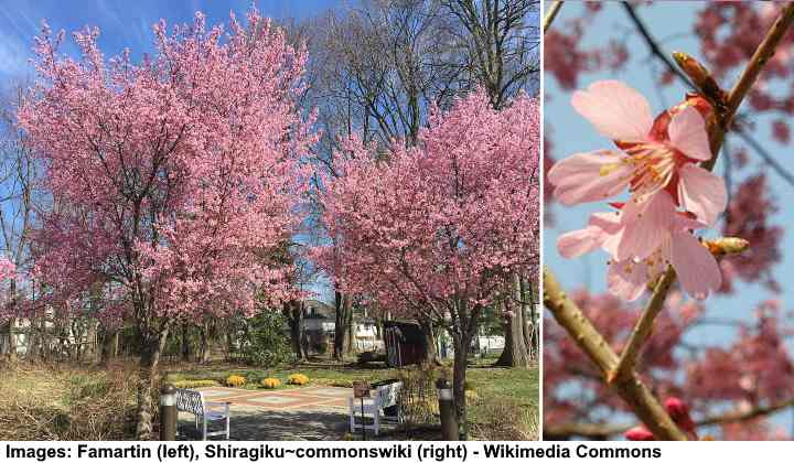 Okame Cherry Tree (Prunus ‘Okame’)