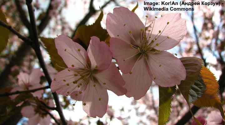 Prunus sargentii flowers