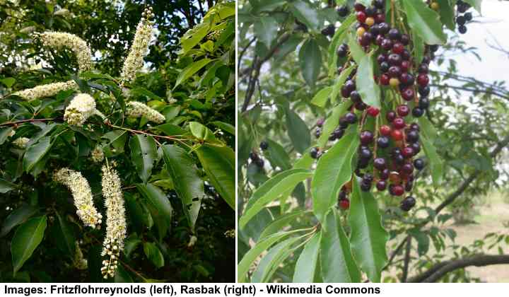 Cerisier noir (Prunus serotina)
