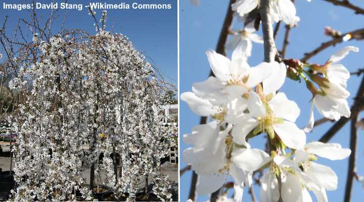 Cerezo llorón fuente de nieve (Prunus serrulata 'Snow Fountain')