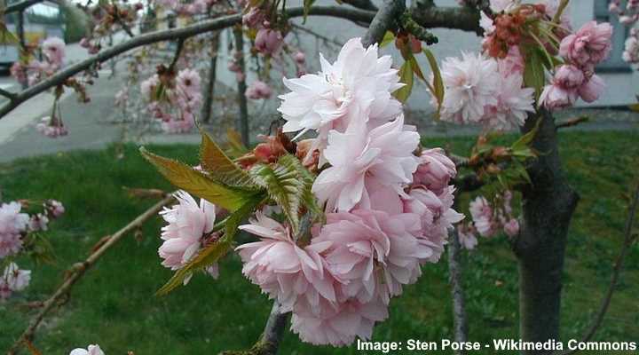 Cerezo llorón japonés (Prunus serrulata 'Kiku-Shidare-Zakura')