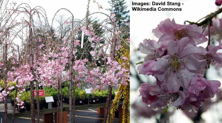 Pink Weeping Cherry Tree: Double Weeping Cherry (Prunus x subhirtella ‘Pendula Plena Rosea’)