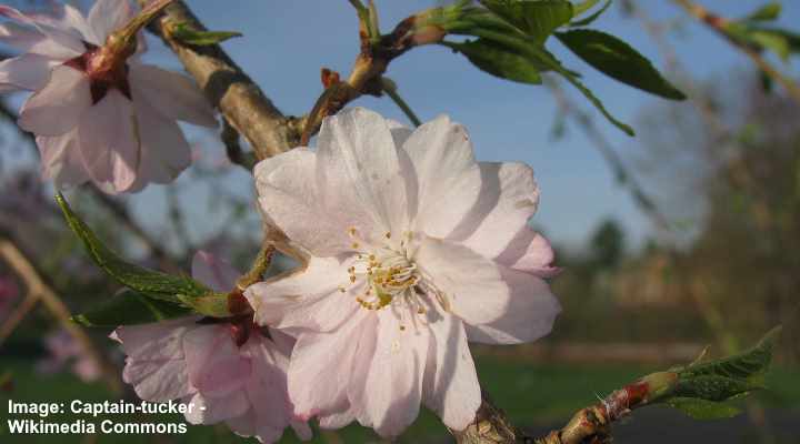 Prunus subhirtella 'Pendula' flower