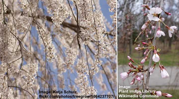 Weeping Yoshino Cherry (Prunus x yedoensis ‘Shidare-Yoshino’)