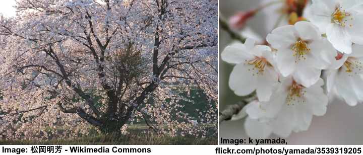 Yoshino Cherry Blossom Tree (Prunus yedoensis)