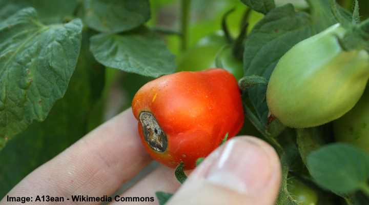 blossom end rot orsakad av kalciumbrist